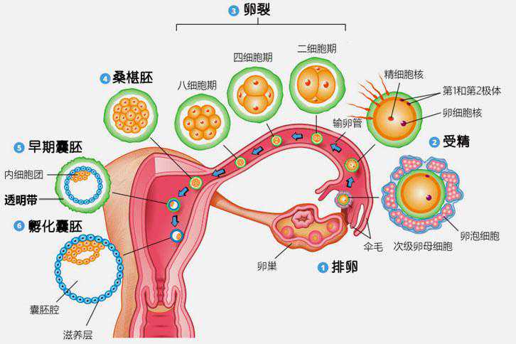 南京助孕代孕套餐，南京三代试管包生儿子-南京辅助生殖中心