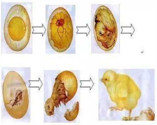 试管代孕精子哪里来的-供卵试管生子流程_试管婴儿期间适合做的运动将有助于